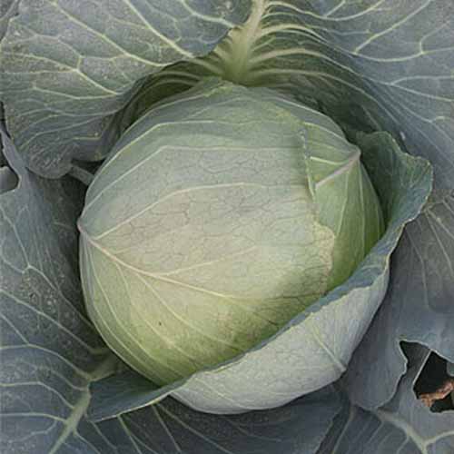 Detail Types Of Cabbages Images Nomer 42