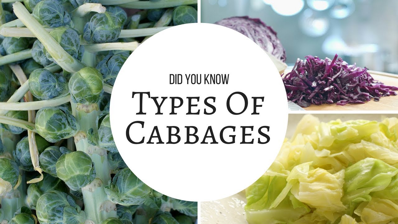Detail Types Of Cabbages Images Nomer 43