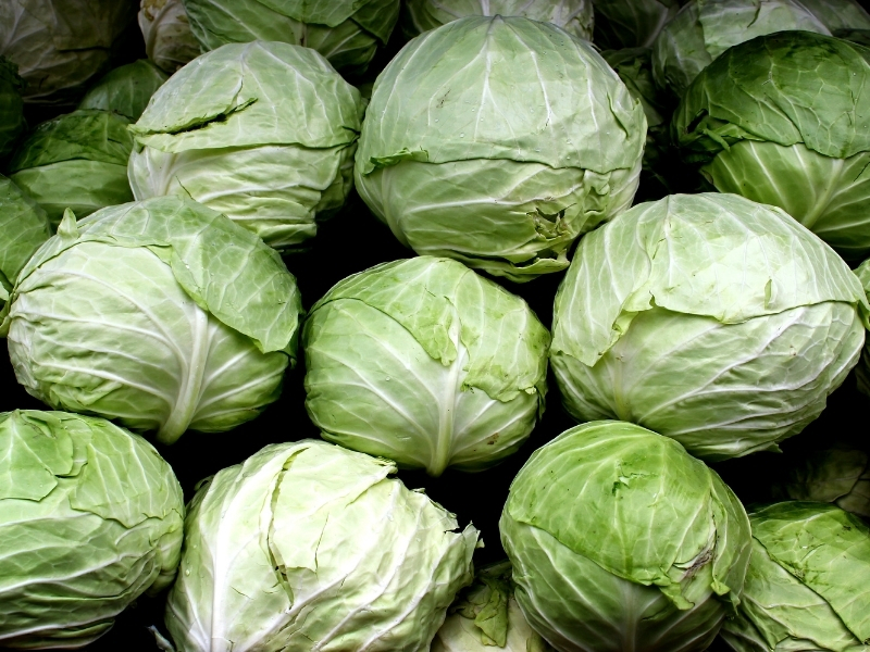 Detail Types Of Cabbages Images Nomer 6