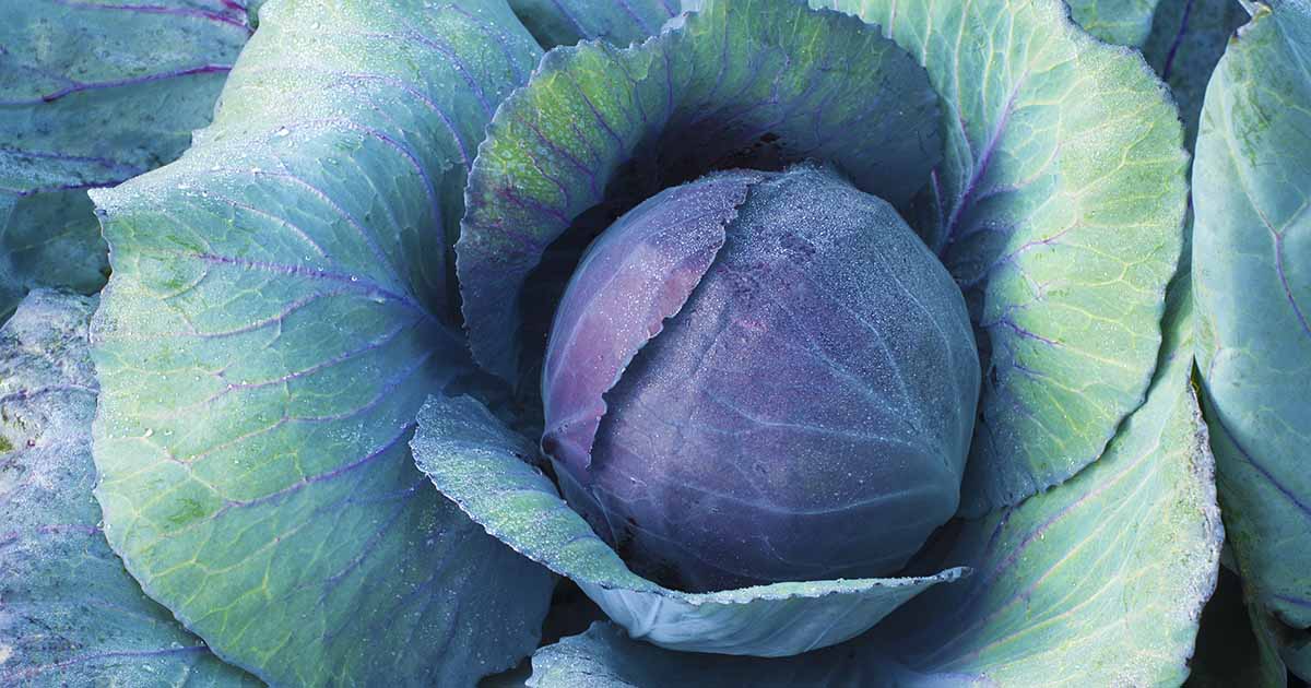 Detail Types Of Cabbages Images Nomer 47