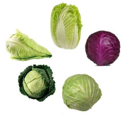 Detail Types Of Cabbages Images Nomer 49