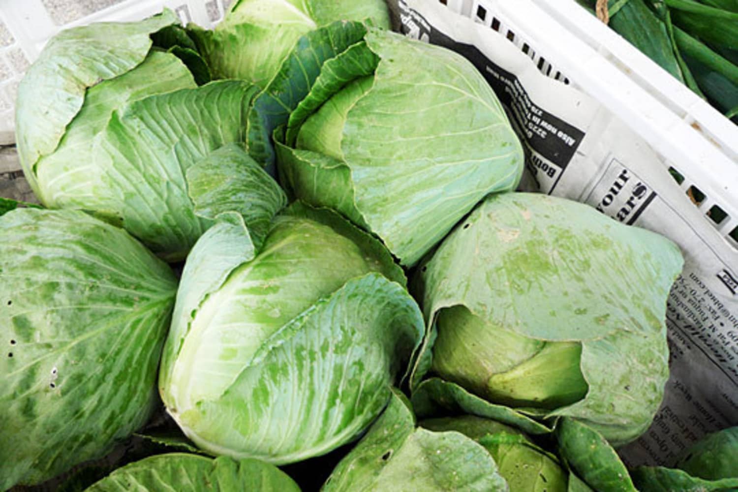 Detail Types Of Cabbages Images Nomer 52
