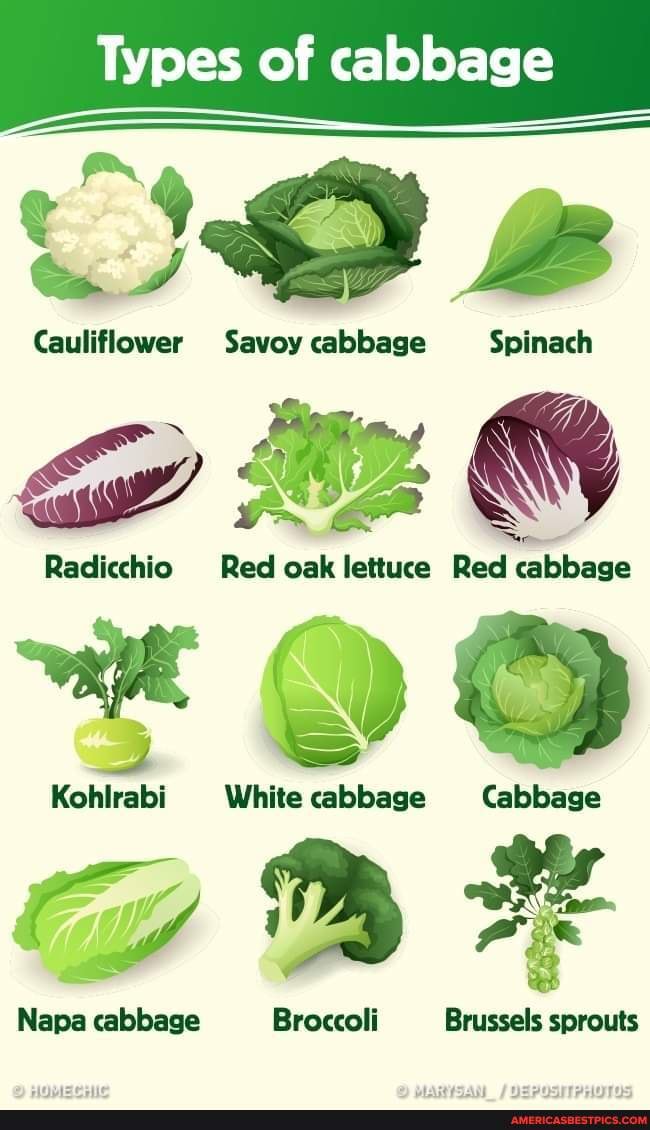Detail Types Of Cabbages Images Nomer 53
