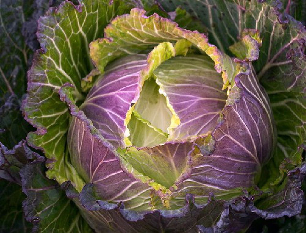 Detail Types Of Cabbages Pictures Nomer 34