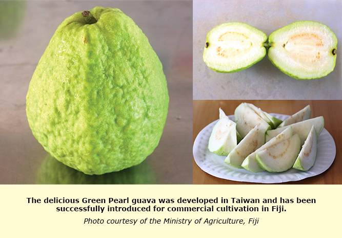 Detail Types Of Guava Pictures Nomer 4