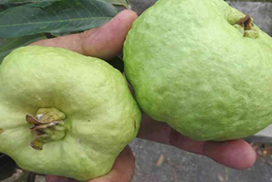 Detail Types Of Guava Pictures Nomer 5