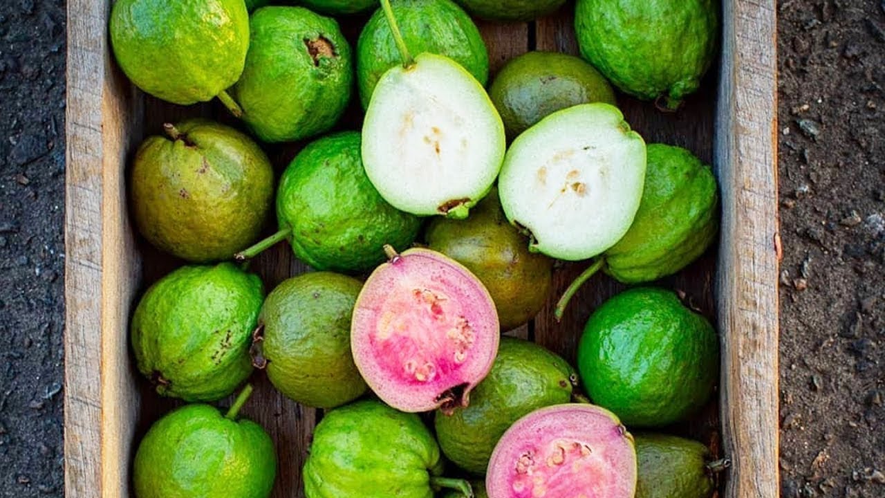 Detail Types Of Guava Pictures Nomer 6