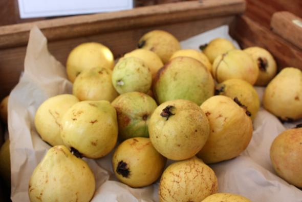 Detail Types Of Guava Pictures Nomer 7