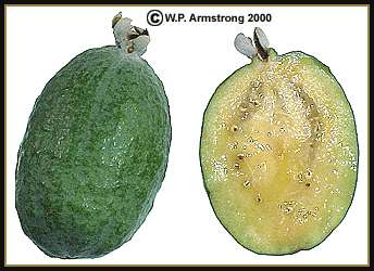 Detail Types Of Guava Pictures Nomer 9