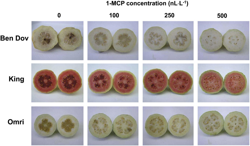 Detail Types Of Guava Pictures Nomer 11