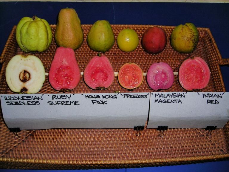 Types Of Guava Pictures - KibrisPDR
