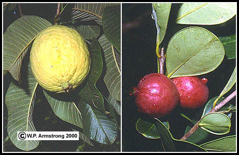 Detail Types Of Guava Pictures Nomer 14