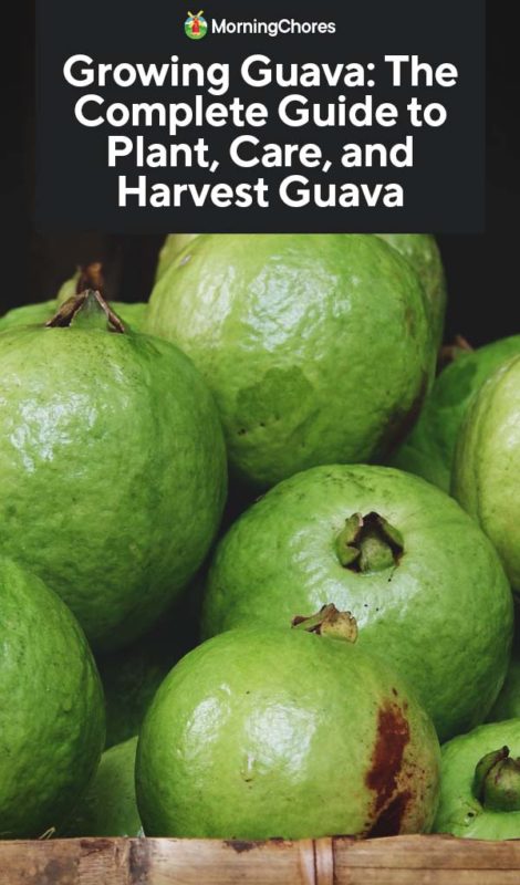 Detail Types Of Guava Pictures Nomer 15