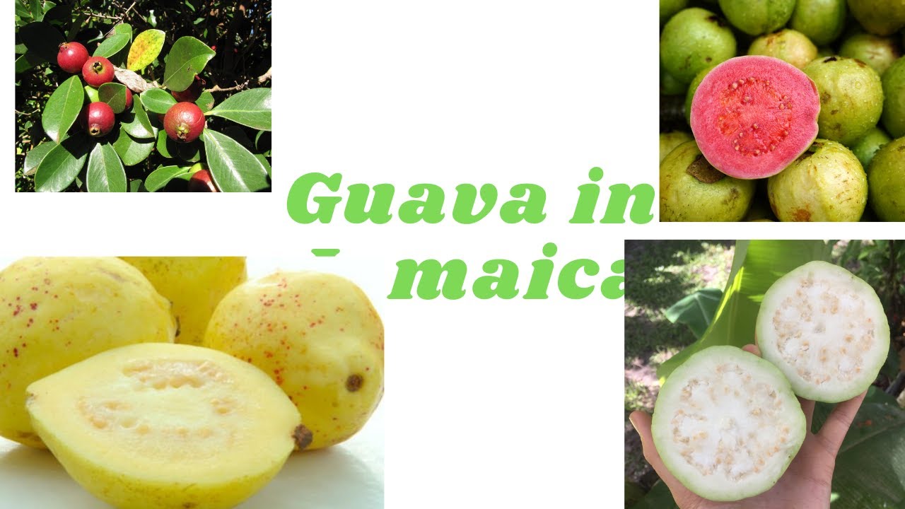 Detail Types Of Guava Pictures Nomer 17