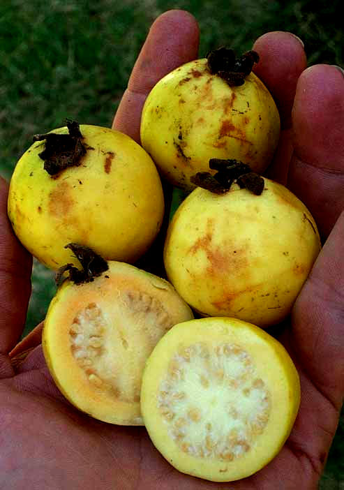 Detail Types Of Guava Pictures Nomer 18