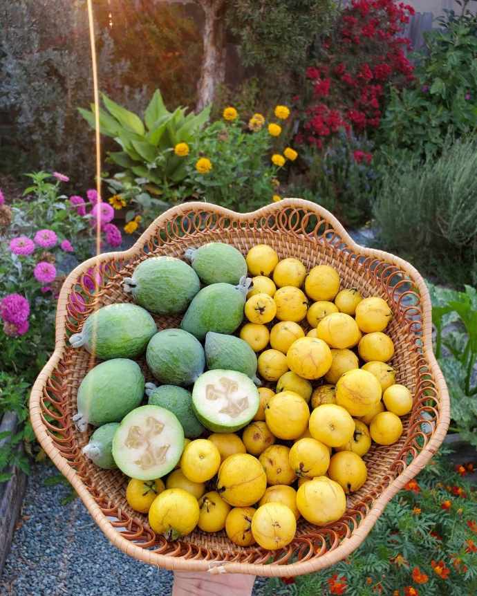 Detail Types Of Guava Pictures Nomer 19