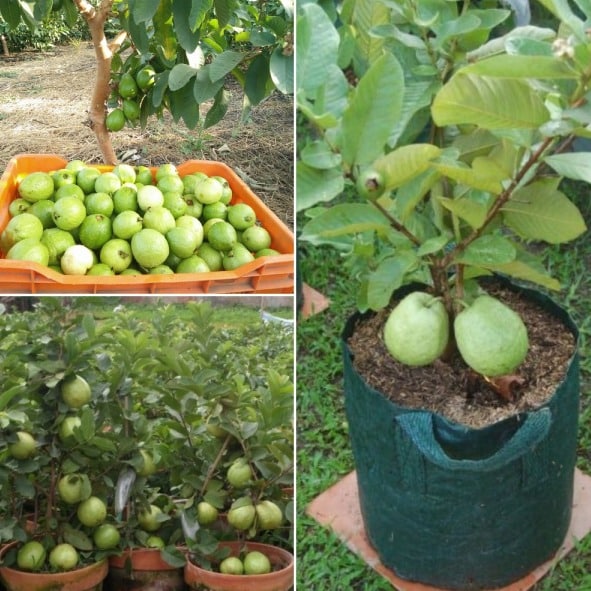 Detail Types Of Guava Pictures Nomer 23