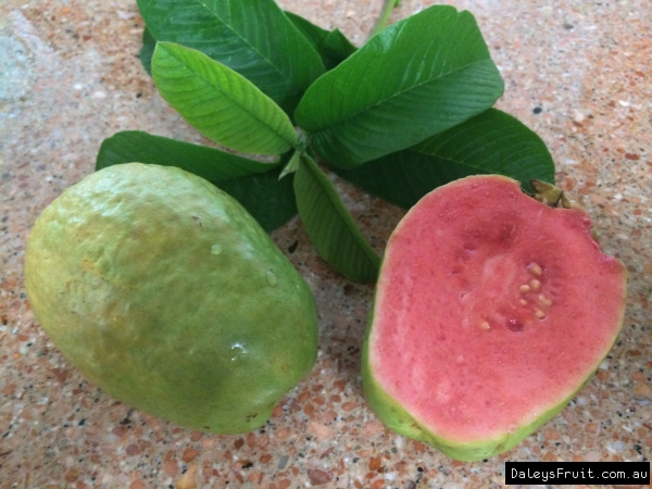 Detail Types Of Guava Pictures Nomer 27