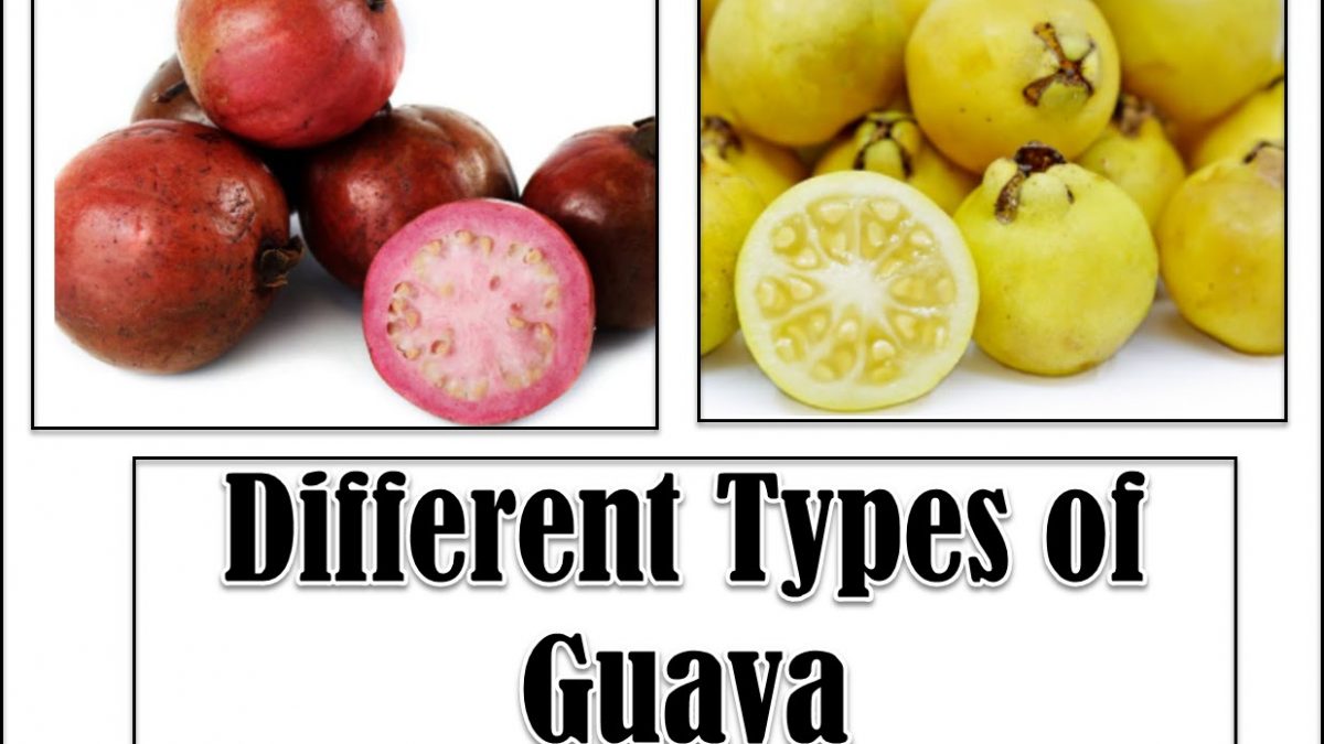 Detail Types Of Guava Pictures Nomer 2