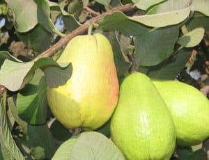 Detail Types Of Guava Pictures Nomer 30