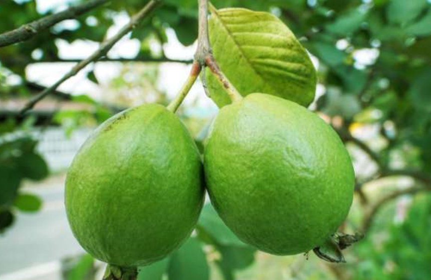 Detail Types Of Guava Pictures Nomer 31