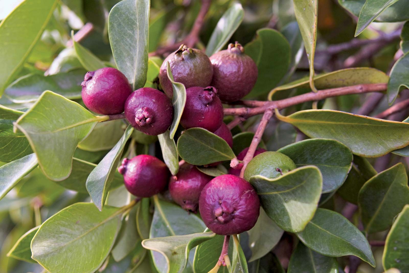 Detail Types Of Guava Pictures Nomer 3