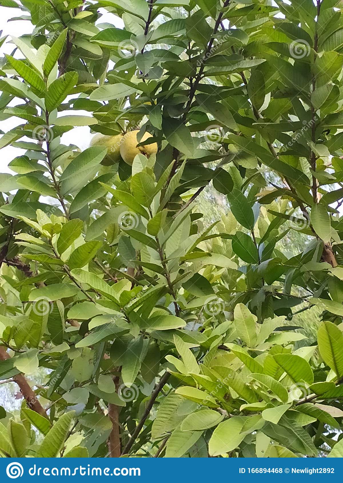 Detail Types Of Guava Pictures Nomer 35