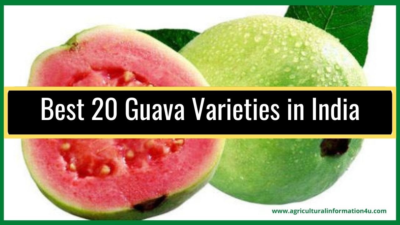 Detail Types Of Guava Pictures Nomer 36