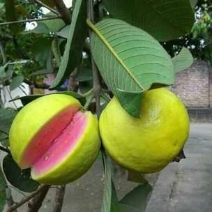 Detail Types Of Guava Pictures Nomer 37