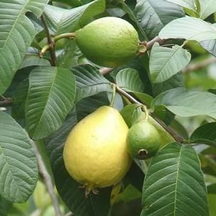 Detail Types Of Guava Pictures Nomer 38