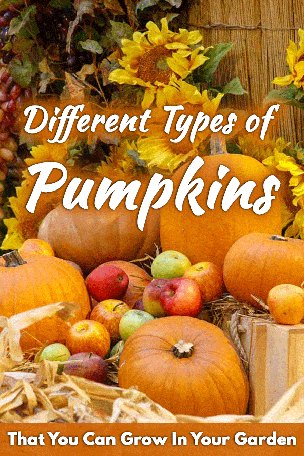 Detail Types Of Pumpkin With Pictures Nomer 29