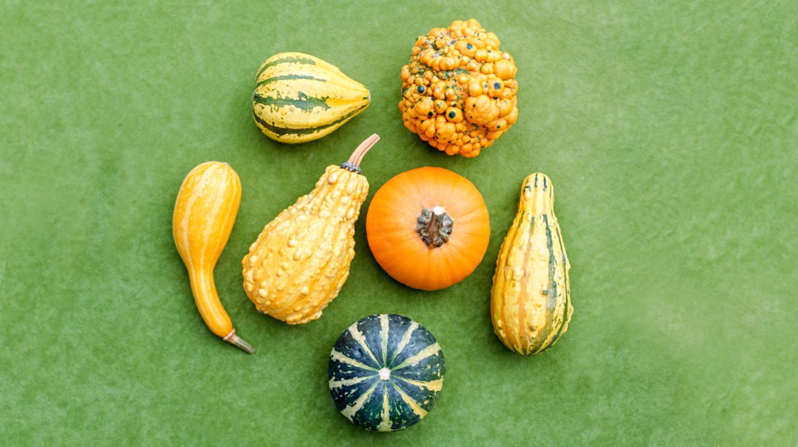 Detail Types Of Pumpkin With Pictures Nomer 35