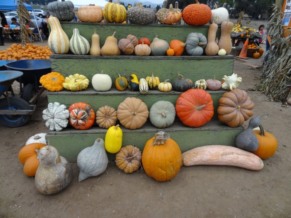 Detail Types Of Pumpkin With Pictures Nomer 41