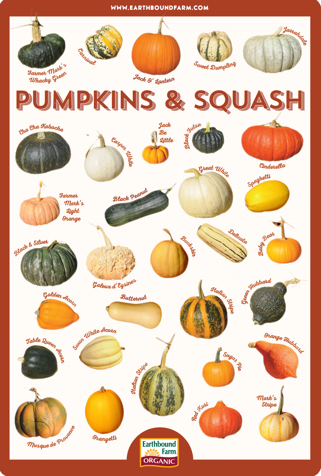 Detail Types Of Pumpkin With Pictures Nomer 8