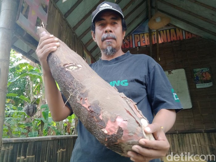 Detail Ubi Kayu Raksasa Nomer 24