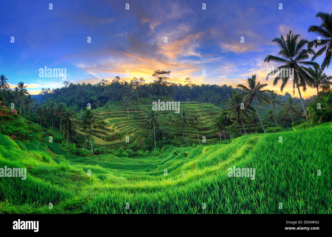 Detail Ubud Wallpaper Nomer 22