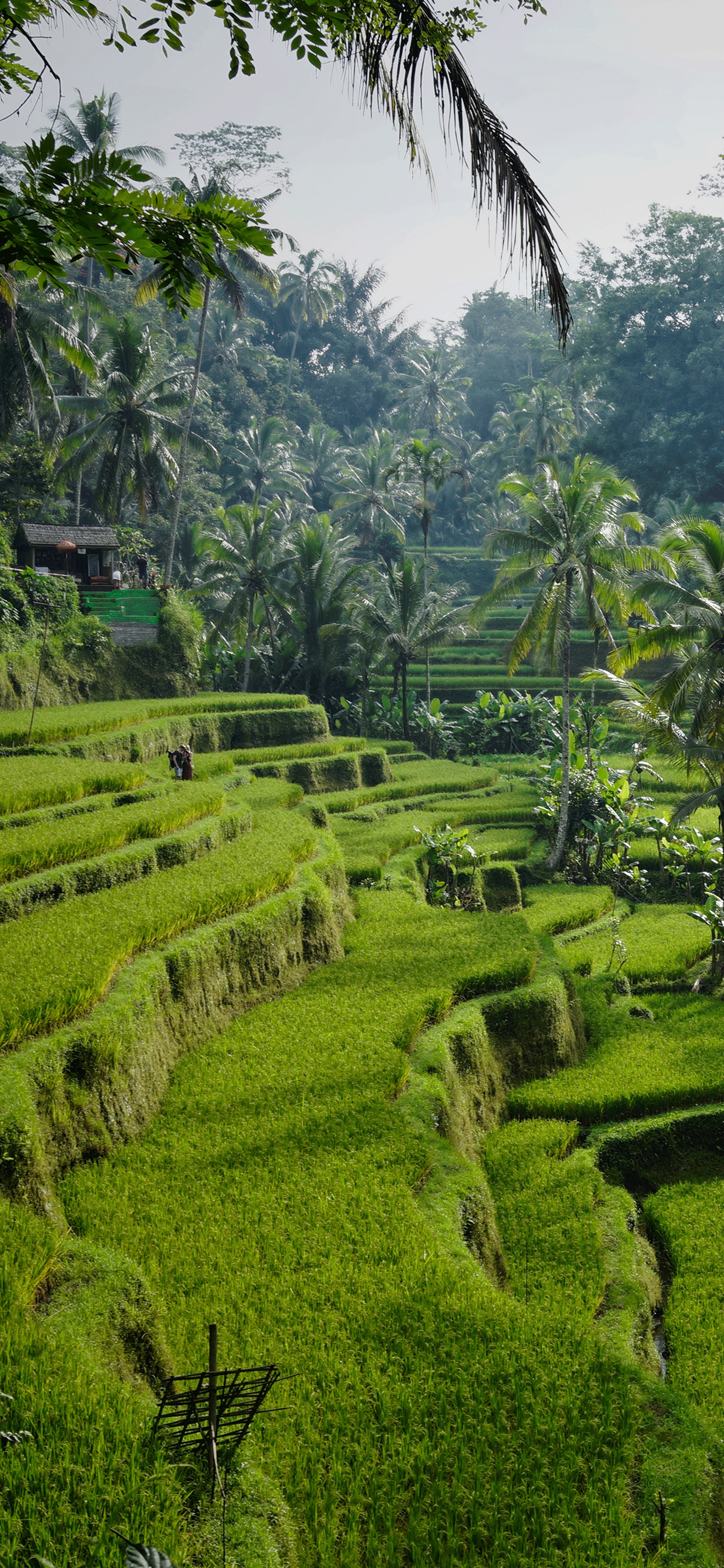 Detail Ubud Wallpaper Nomer 4