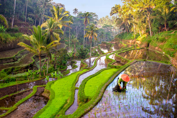 Detail Ubud Wallpaper Nomer 37