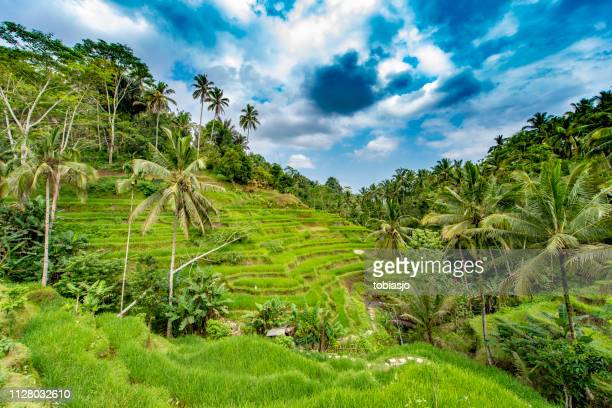 Detail Ubud Wallpaper Nomer 38