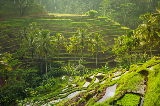 Detail Ubud Wallpaper Nomer 5