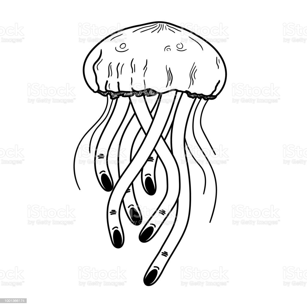Detail Ubur Ubur Vector Nomer 26