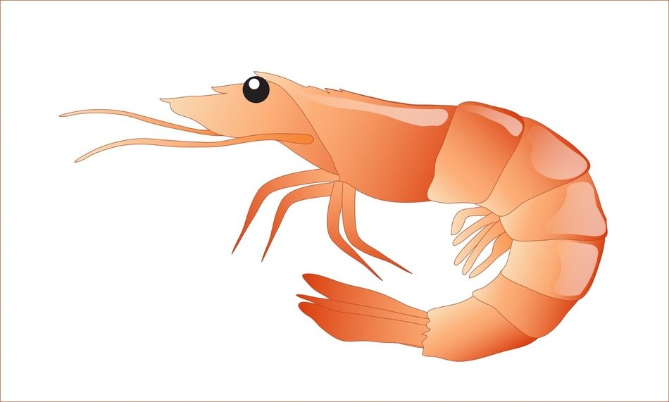 Detail Udang Clip Art Nomer 6