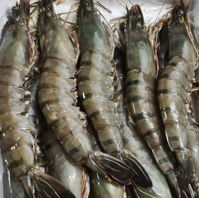 Udang Harimau Hitam - KibrisPDR