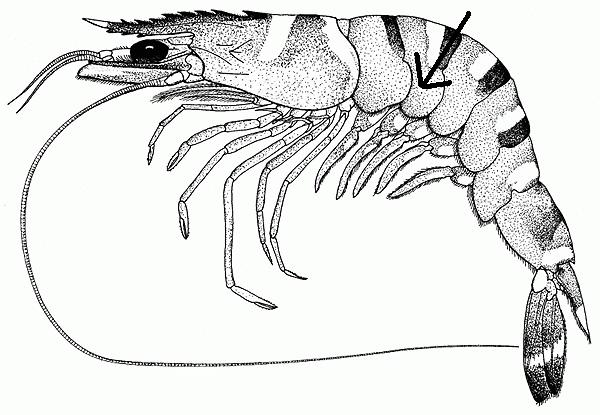 Detail Udang Harimau Hitam Nomer 48