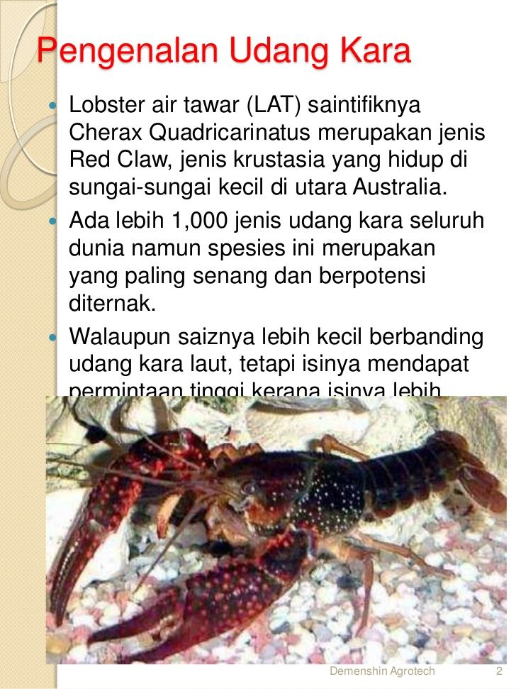 Detail Udang Lobster Air Tawar Nomer 25