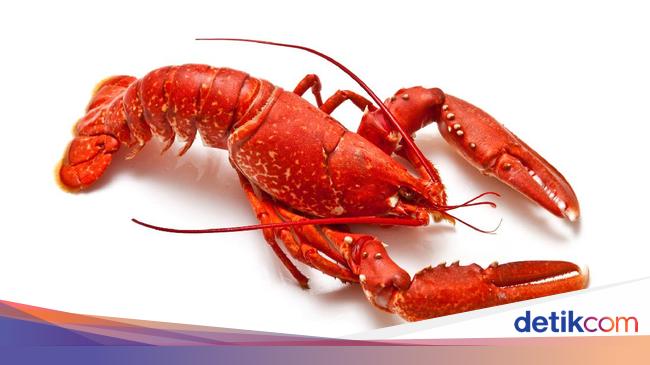 Detail Udang Lobster Air Tawar Nomer 4