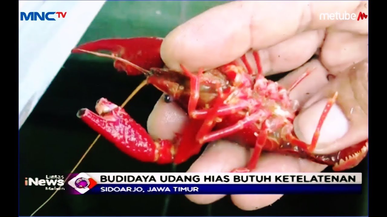 Detail Udang Lobster Air Tawar Nomer 40