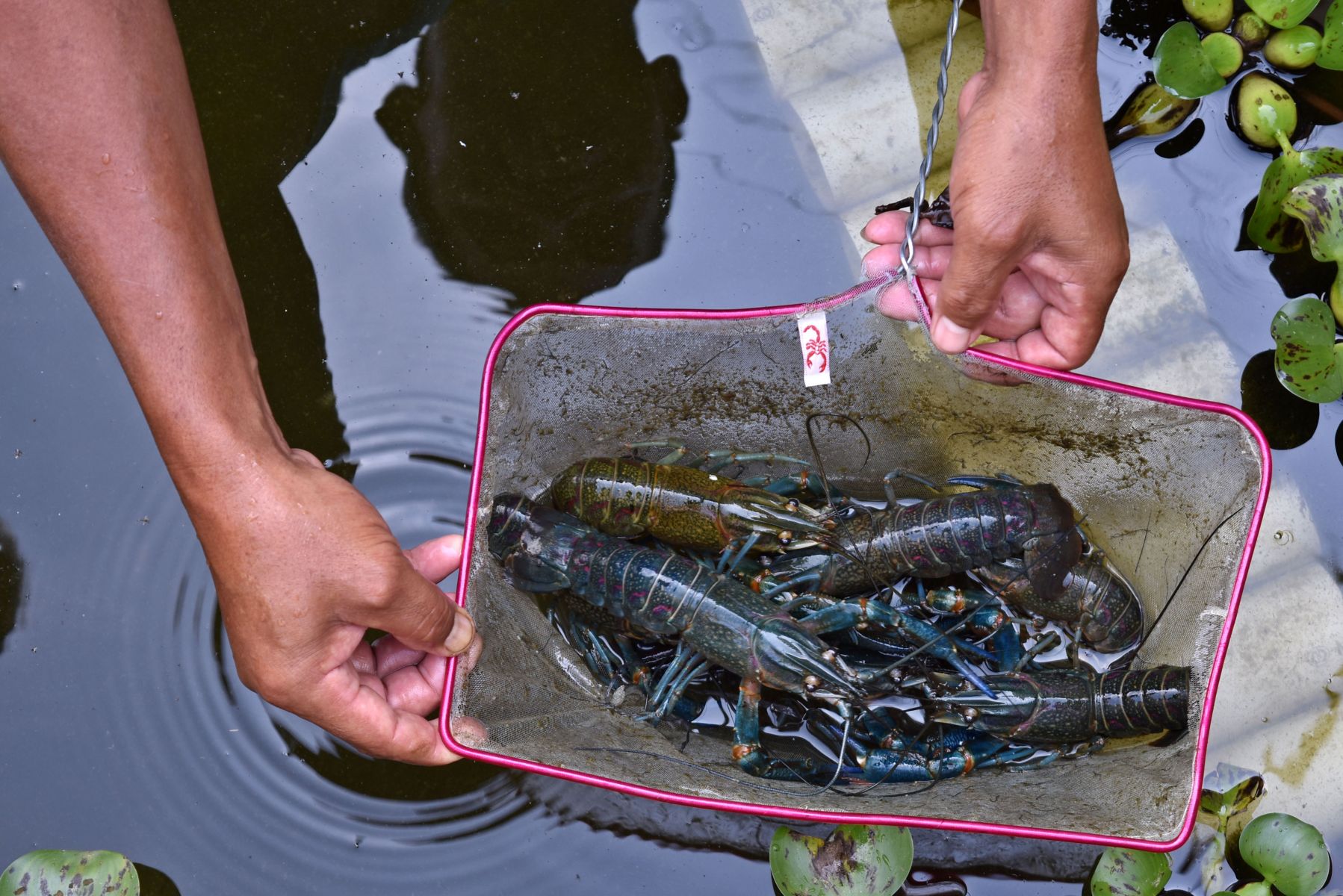 Detail Udang Lobster Air Tawar Nomer 6