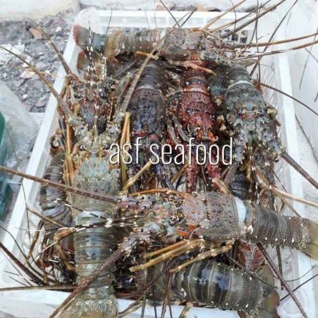 Detail Udang Lobster Laut Nomer 15