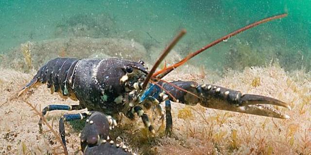 Detail Udang Lobster Laut Nomer 21